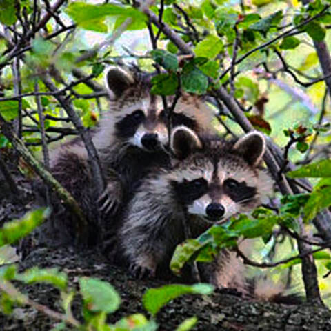 Our Preserves – Creater Culver Lake Watershed Conservation Foundation